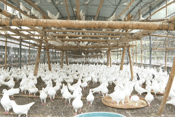 河源白鴿養(yǎng)殖場消防維保 河源白鴿養(yǎng)殖場消防維保